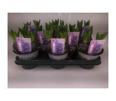 Hyacinthus Orientalis, meerdere variaties