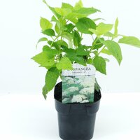 Hydrangea arborescens Annabelle, pot 17 cm, h 35 cm