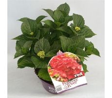 Hydrangea macr. Forever & Ever Red, pot 23 cm, h 40 cm - afbeelding 4