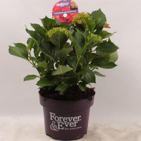 Hydrangea macr. Forever & Ever Red, pot 23 cm, h 40 cm - afbeelding 5