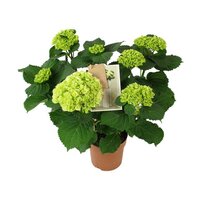 Hydrangea mac. 'Crystal Palace, pot 15 cm, h 40 cm