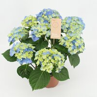 Hydrangea mac. 'Early Blue, pot 14 cm, h 40 cm