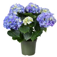 Hydrangea mac. 'Early Blue, pot 23 cm, h 40 cm