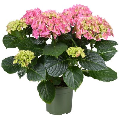 Hydrangea mac. 'Early Rosa, pot 23 cm, h 40 cm