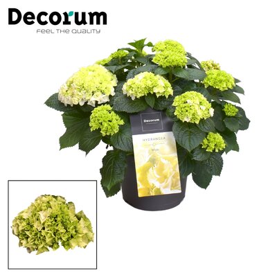 Hydrangea mac. 'Hi White Sun, pot 13 cm, h 30 cm