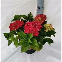 Hydrangea mac. 'Hot Red, pot 15 cm, h 40 cm - afbeelding 2