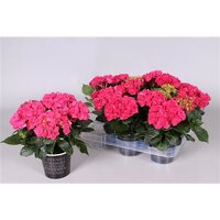 Hydrangea mac. 'Hot Red, pot 15 cm, h 40 cm - afbeelding 1