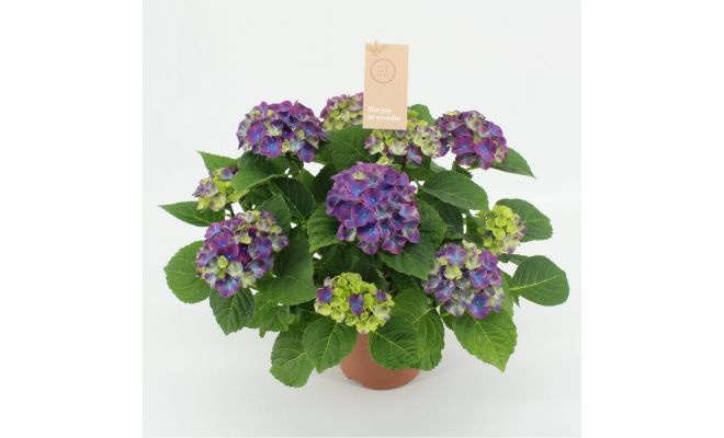 Hydrangea mac. 'Ningbo, pot 14 cm, h 40 cm - afbeelding 1