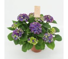 Hydrangea mac. 'Ningbo, pot 14 cm, h 40 cm - afbeelding 1