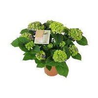 Hydrangea mac. 'Ningbo, pot 14 cm, h 40 cm - afbeelding 2