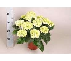 Hydrangea mac. 'Schneeball, pot 14 cm, h 40 cm - afbeelding 1