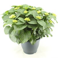 Hydrangea mac. 'Schneeball, pot 14 cm, h 40 cm - afbeelding 2