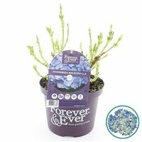 Hydrangea macr. Forever & Ever Blue, pot 23 cm, h 40 cm