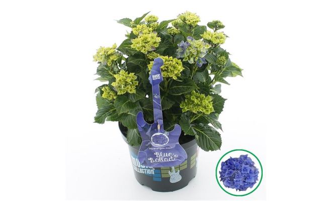 Grote Hortensia,Hydrangea macrophylla Music Collection Blue Ballad