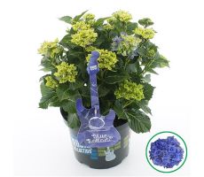 Grote Hortensia,Hydrangea macrophylla Music Collection Blue Ballad