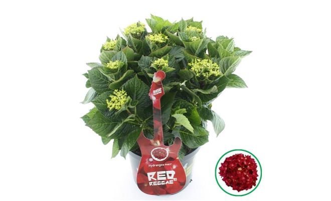 Grote Hortensia,Hydrangea macrophylla Music Collection Red Reggae