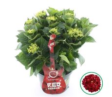 Grote Hortensia,Hydrangea macrophylla Music Collection Red Reggae