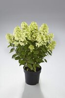 Hydrangea paniculata Panflora, pot 17 cm, h 45 cm