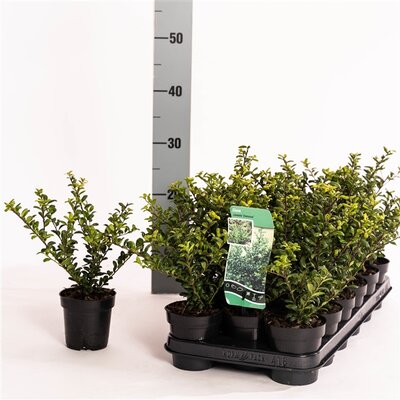 Ilex crenata convexa, pot 10 cm, h 15 cm