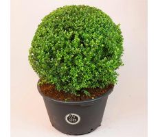 Ilex crenata 'Dark Green'  bonsai