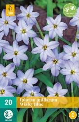 Ipheion uniflorum wisley blue 20st