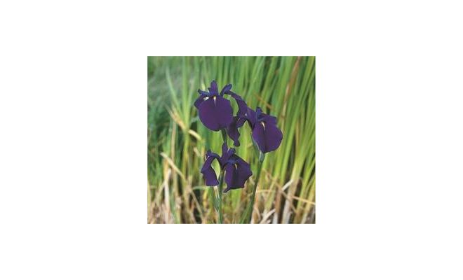 Iris kaempferi P9 - afbeelding 1