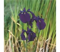 Iris kaempferi P9 - afbeelding 1