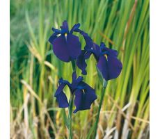 Iris kaempferi P9 - afbeelding 2