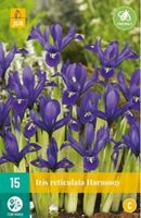 Iris reticulata harmony 15st