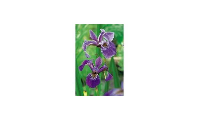 Iris versicolor P18