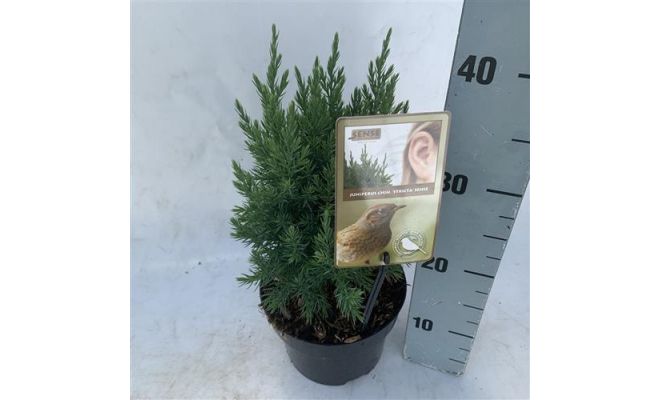 Juniperus chinensis 'Stricta' - afbeelding 1