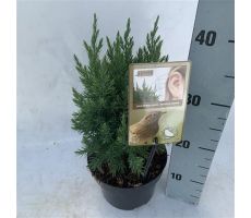 Juniperus chinensis 'Stricta' - afbeelding 1