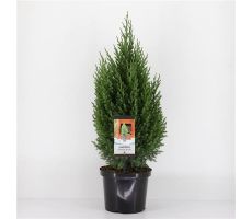 Juniperus chinensis 'Stricta' - afbeelding 2