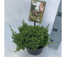 Juniperus procumbens 'Nana' potmaat 17cm planthoogte 35cm