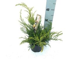 Juniperus x pfitzeriana 'Old Gold' - afbeelding 4