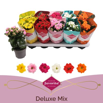 Kalanchoe blos. 'Perfecta mix, pot 10,5 cm, h 20 cm