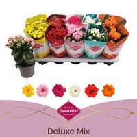 Kalanchoe blos. 'Perfecta mix, pot 10,5 cm, h 20 cm