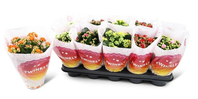 Kalanchoe blos. 'Perfecta mix, pot 12 cm, h 25 cm