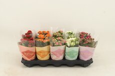 Kalanchoe blos rosebud, pot 12 cm, h 25 cm