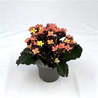 Kalanchoe blos. 'Skydive, pot 15 cm, h 25 cm