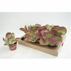 Kalanchoe NF thyrsiflora, pot 10,5 cm, h 20 cm