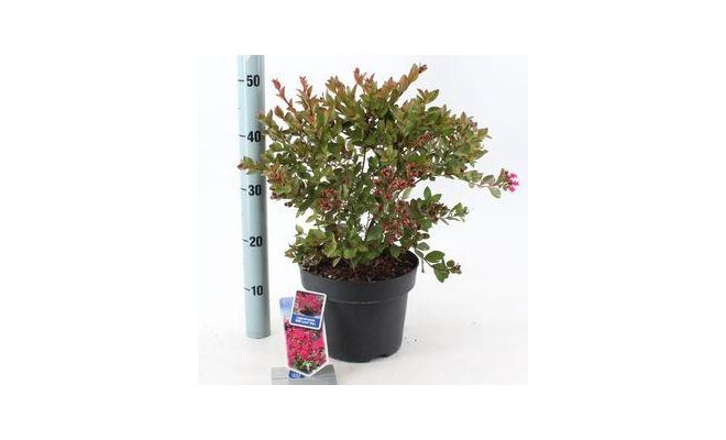Lagerstroemia indica With Love p17cm