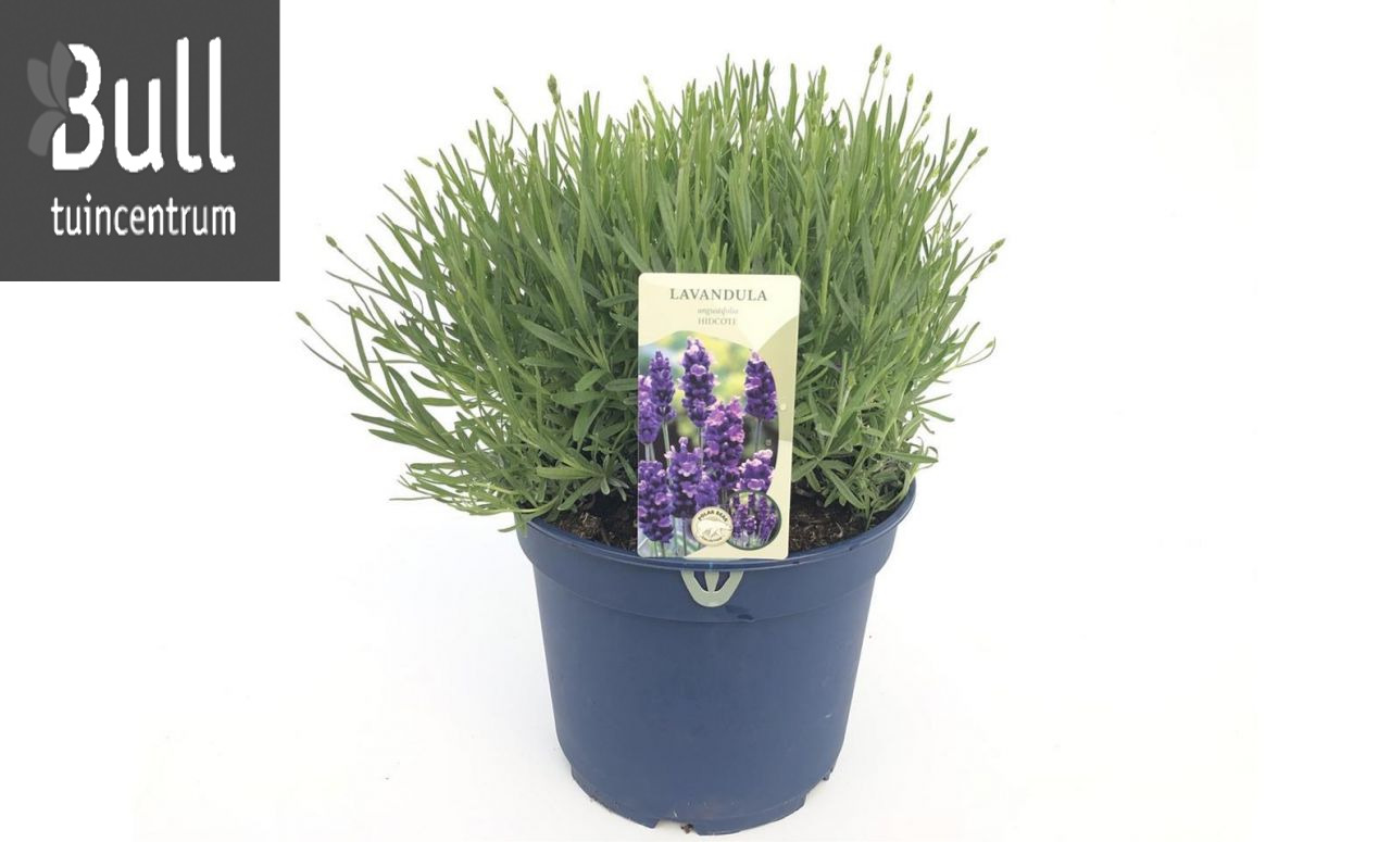 Lavendel Lavandula Angustifolia Pot 18 Cm Tuincentrum Bull 7865