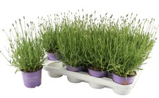 Lavandula (lavendel) Essence Purple, pot 12 cm, h 20 cm - afbeelding 2