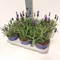 Lavandula stoec. 'Bella Toscane, pot 12 cm,  h20 cm