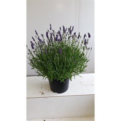 Lavendel, Lavandula angus. 'Hidcote, pot 12 cm, h 35 cm - afbeelding 1