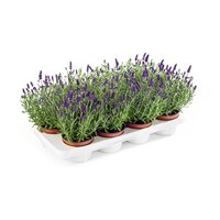 Lavendel, Lavandula angus. 'Hidcote, pot 12 cm, h 35 cm - afbeelding 2