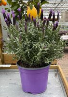 Lavendel, Lavandula Stoechas, pot 18 cm, h 35 cm - afbeelding 2