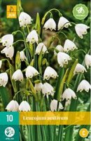 Leucojum aestivum 10st - afbeelding 2