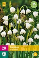 Leucojum aestivum 20st